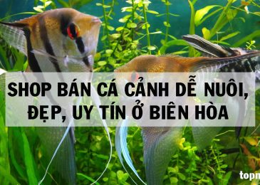 Top 9 shop bán Cá cảnh Dễ nuôi Đẹp Uy Tín ở Biên Hòa