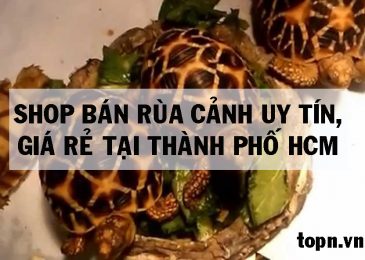 Top 5 shop bán Rùa cảnh Đẹp Giá rẻ Uy Tín ở TPHCM