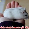 Top 5 shop bán Chuột Hamster giá rẻ Đáng yêu ở TPHCM