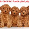 Top 11 shop bán Chó Cảnh Poodle – Giá Rẻ Đẹp Uy Tín
