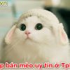 Top 5 shop bán Mèo con Cưng & Uy Tín ở Tphcm