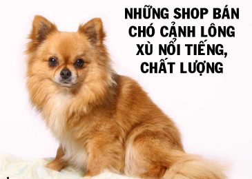 Top 6 shop bán Chó Cảnh Lông Xù nổi tiếng chất lượng