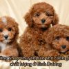 Top 4 shop bán Chó Cảnh Bình Dương – Giá Rẻ Đẹp Uy Tín