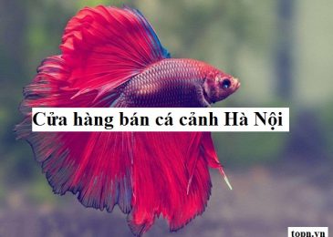  Top 8 cửa hàng bán cá cảnh giá rẻ đẹp dễ nuôi ở Hà Nội