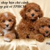 Top 5 shop bán Chó Cảnh Con Đẹp và Giá Rẻ ở TPHCM