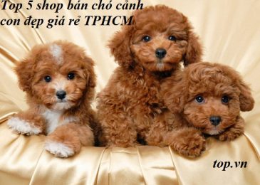 Top 5 shop bán Chó Cảnh Con Đẹp và Giá Rẻ ở TPHCM